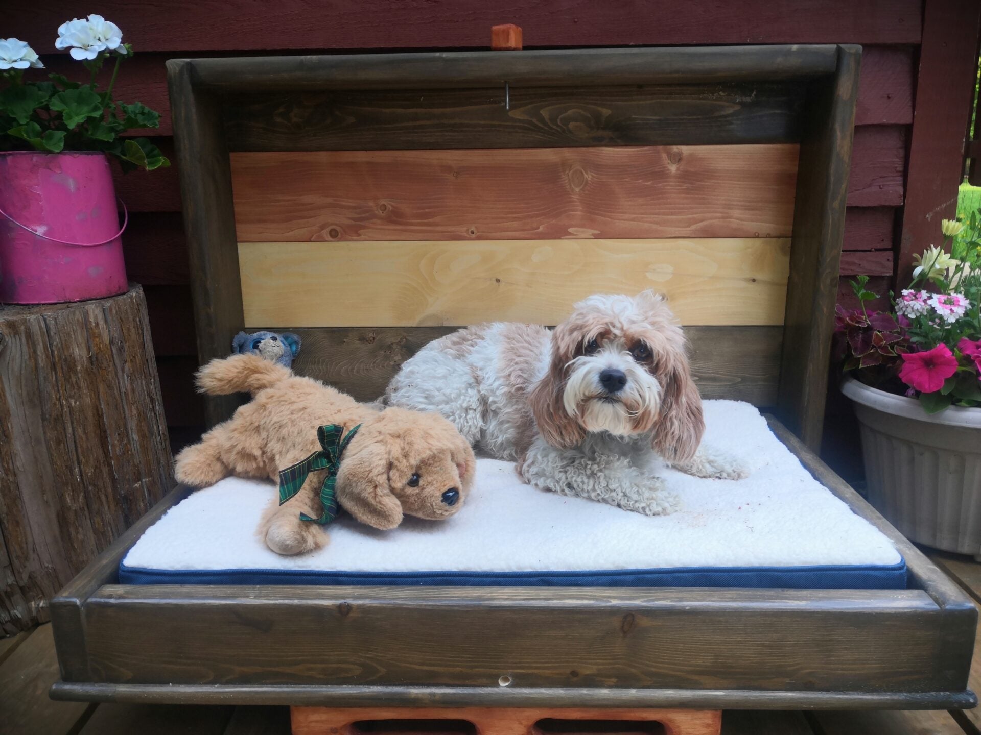 Dog canopy clearance bed diy